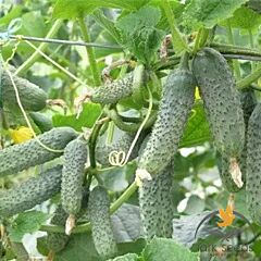 ЗКІ-104 F1 / ZKІ-104 F1 - семена огурца, Spark Seeds