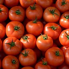 АНТАЛІЯ F1 / ANTALIA F1 - насіння індетермінантного томату, Yuksel Tohum