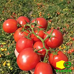 ES 14916 - семена томата (помидора), Esasem