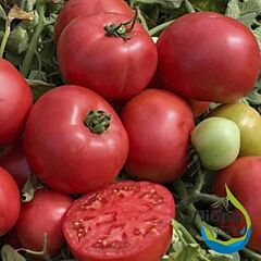 АЛЬМА F1 (ЕЗ 2104 F1) / ALMA F1 (EZ 2104 F1) - семена томата (помидора), LibraSeeds (Erste Zaden)