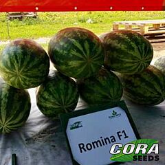 РОМИНА F1 / ROMINA F1 - семена арбуза, Cora Seeds