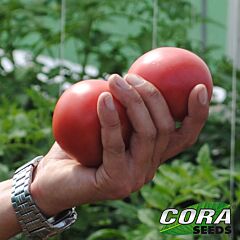 МАЛИНКА СТАР F1 / MALINKA STAR F1 - семена томата (помидора), Cora Seeds