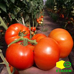 СИГНОРА F1 / SIGNORA F1 - семена томата (помидора), Esasem