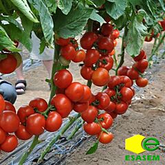 ЧЕРОКИ F1 / CHEROKI F1 - семена томата (помидора), Esasem