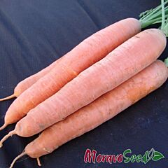 АФАЛОН F1 / AFALON F1 - насіння моркви, Moravoseed