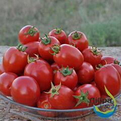 ЧЕЗЕНА F1 / CHEZENA F1 - семена томата (помидора), LibraSeeds (Erste Zaden)