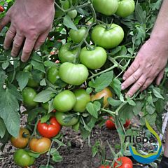СОРРЕНТО F1 / SORRENTO F1 - семена томата (помидора), LibraSeeds (Erste Zaden)