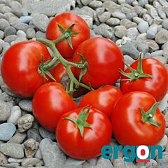 ПРИОС F1 / PRIOS F1 - семена томата (помидора), Ergon Seed