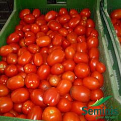 ЯКІ F1 / YAQUI F1 - насіння томата (помідора), Seminis