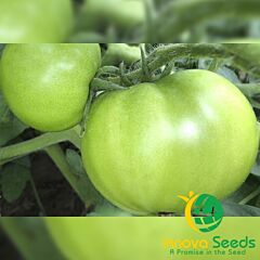 АРНОЛЬД (ИНХ 1577) F1 / ARNOLD (INX 1577) F1 - семена томата (помидора), INNOVA SEEDS