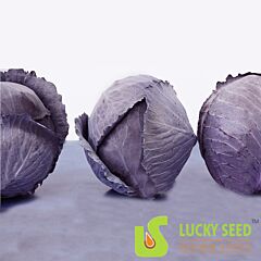 КОРНЕТ F1 / KORNET F1 - семена краснокачанной капусты, Lucky Seed