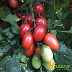 ЛЮСІ ПЛЮС F1 / LIUSI PLIUS F1 - насіння томата (помідора), Hazera