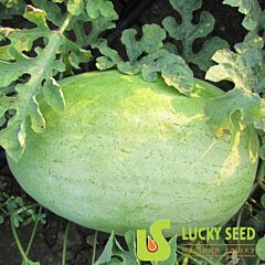 LS 1803 F1 - насіння кавуна, Lucky Seed