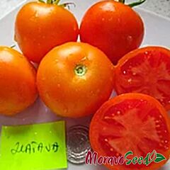 ЗЛАТАВА / ZLATAVA - насіння томата (помідора), Moravoseed
