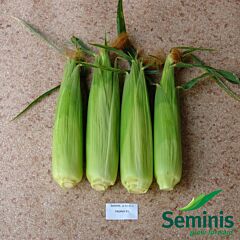 ТРОФІ F1 / TROPHY F1 - насіння цукрової кукурудзи, Seminis