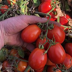 5108 F1 - семена томата (помидора), Spark Seeds