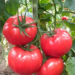 ЛЕДА F1 / LEDA F1 - насіння томату, Yuksel Tohum