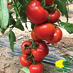 СІГНОРА F1 / SIGNORA F1 - насіння томата (помідора), Esasem