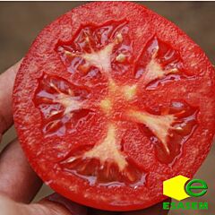 НАДА F1 / NADA F1 - насіння томата (помідора), Esasem