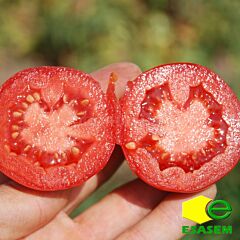 РУФУС F1 / RUFUS F1 - семена томата (помидора), Esasem