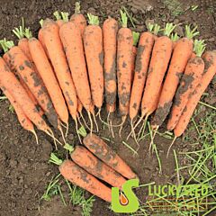 РУФИНА F1 / RUFINA F1 - семена моркови, Lucky Seed