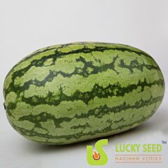 АСТЕРІКС (ЛС 1805) F1 / ASTERIKS (LS 1805) F1 - насіння кавуна, Lucky Seed