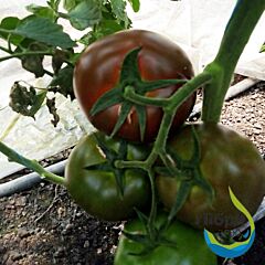 СІЛІВРІ F1 / SILIVRI F1 - насіння томата (помідора), LibraSeeds (Erste Zaden)