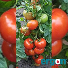 ДЖЕМ F1 / DZHEM F1 - семена томата (помидора), Ergon Seed