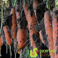 ГРЕТА F1 / GRETA F1 - семена моркови, Lucky Seed