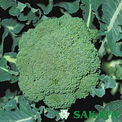 ПАРТЕНОН F1 / PARTENON F1 - насіння капусти броколі, Sakata