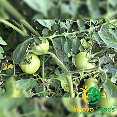 АРНОЛЬД (ІНХ 1577) F1 / ARNOLD (INX 1577) F1 - насіння томата (помідора), INNOVA SEEDS