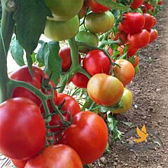 ПРАЙД F1 / PRAYD F1 - насіння томата (помідора), Lark Seeds
