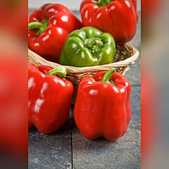 КРАСНЫЙ РЫЦАРЬ X3R F1 / RED KNIGHT X3R F1 - семена перца, Seminis