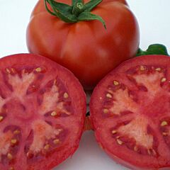 МЕЙС F1 / MEIC F1 - насіння детермінантного томату, Yuksel Tohum