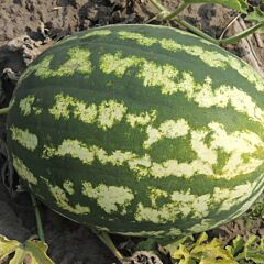 АУ ПРОДЮСЕР / AU PRODUCER - семена арбуза, LibraSeeds