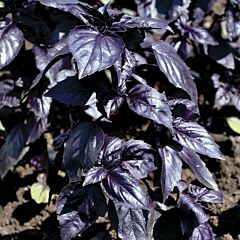 ГРАНД ПЬОРПЛ ВЕРТ (ГАСТРОНОМ) / GRAND PURPLE VERT (GASTRONOM) - насіння базиліку, LibraSeeds