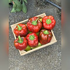 ФИДЖИ F1 / FIDJI F1 - семена перца, LibraSeeds