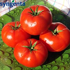 БОБКАТ F1 / BOBCAT F1 - насіння детермінантного томату, Syngenta