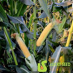LS 899 F1 - семена сахарной кукурузы, Lucky Seed
