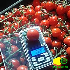ПОРПОРА F1 / PORPORA F1 - насіння томата (помідора), Esasem