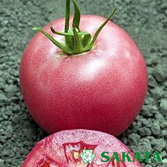 ПІНК БУШ F1 / PINK BUSH F1 - насіння томата (помідора), Sakata