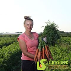 РУФІНА F1 / RUFINA F1 - насіння моркви, Lucky Seed