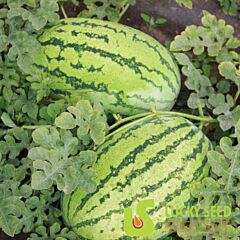 АСТЕРІКС (ЛС 1805) F1 / ASTERIKS (LS 1805) F1 - насіння кавуна, Lucky Seed