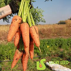 НАРИНА F1 / NARINA F1 - семена моркови, Lucky Seed