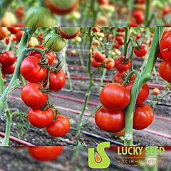 РЕДДЕР БУЛ F1 / REDDER BUL F1 - насіння томата (помідора), Lucky Seed