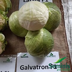 ГАЛЬВАТРОН F1 / GALVATRON F1 - насіння білоголової капусти, Seminis