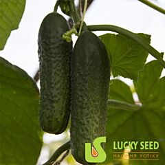 ВЕЗУНЧИК F1 / VEZUNCHIK F1 - насіння огірка, Lucky Seed