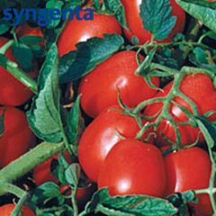 АСТЕРІКС F1 / ASTERIKS F1 - насіння детермінантного томату, Syngenta