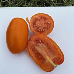 ОРАНЖ ПЛАМ F1 / ORANGE PLAM F1 - семена томата (помидора), Spark Seeds