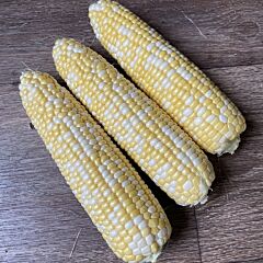 АКВЕДУК F1 / AKVEDUK F1 - насіння цукрової кукурудзи, Spark Seeds